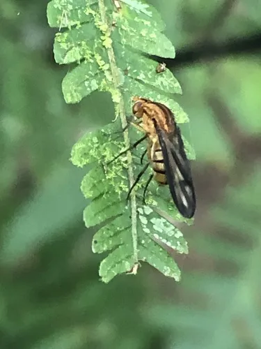 Curtonotum bathmedum