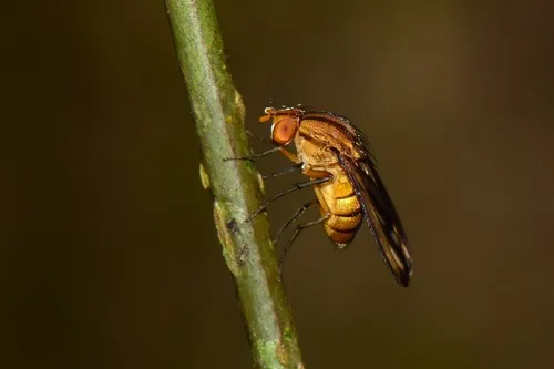 Curtonotum bivittatum