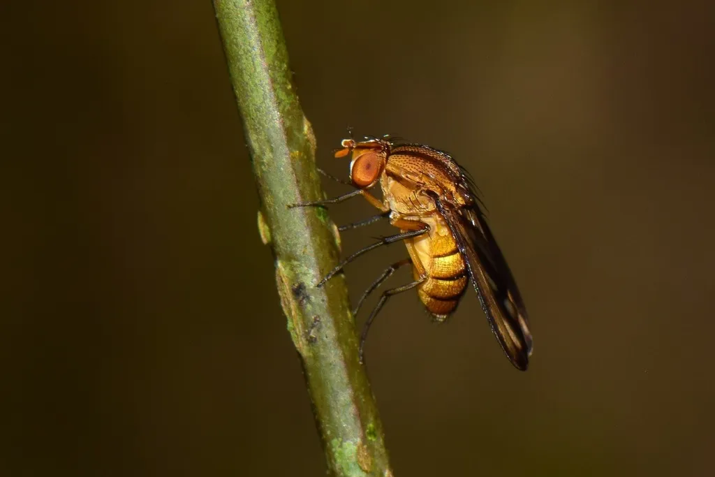 Curtonotum bivittatum - photo 2