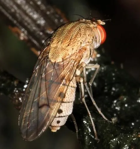 Curtonotum maculiventris