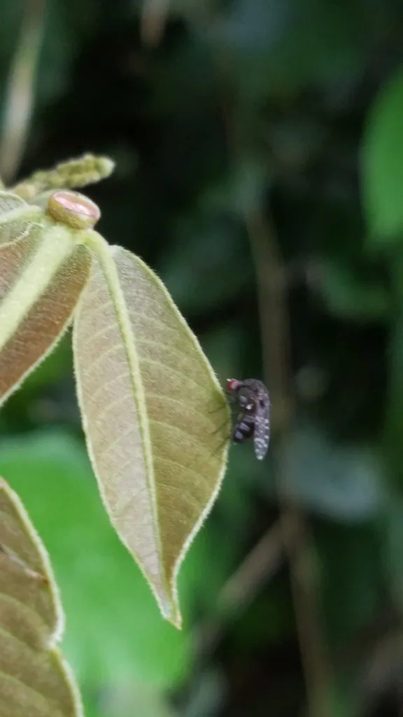 Curtonotum trypetipenne - photo 2