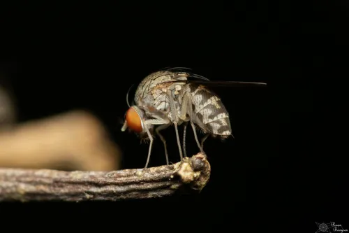 Curtonotum tsacas