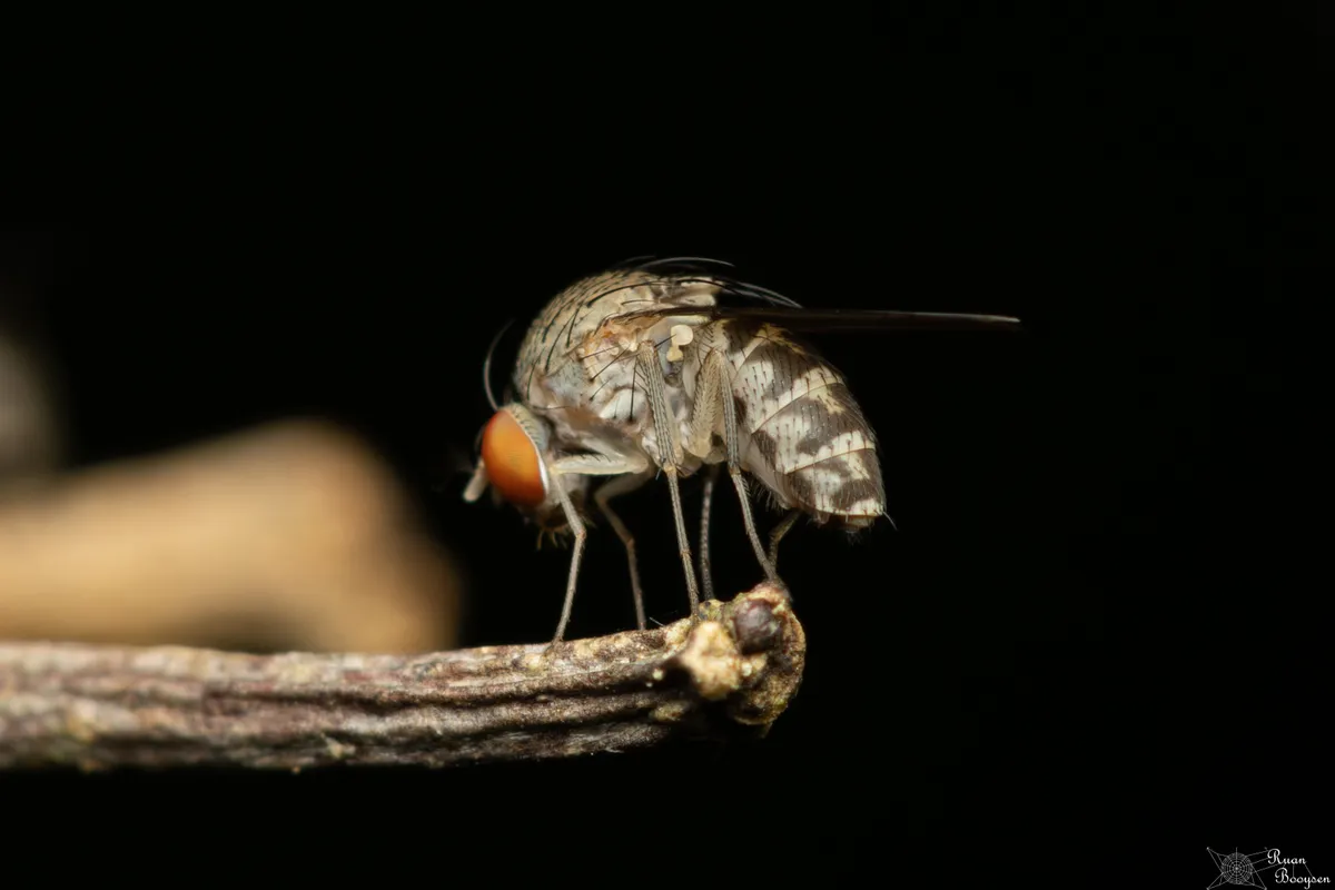 Curtonotum tsacas - photo 3