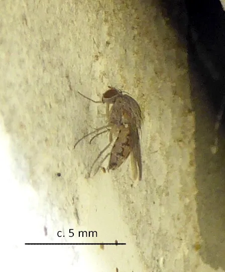 Curtonotum uncinatum - photo 2