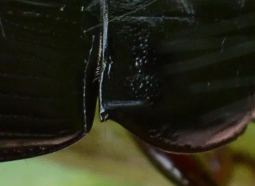 Curtonotus aulicus - photo 2