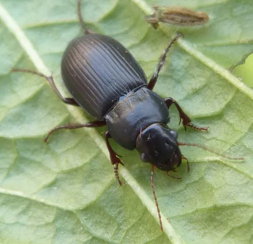 Curtonotus aulicus - photo 3