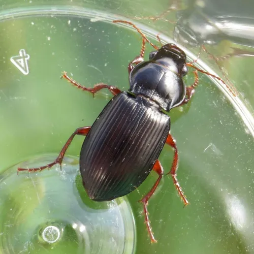 Curtonotus aulicus - photo 4