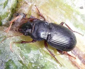 Curtonotus aulicus - photo 5