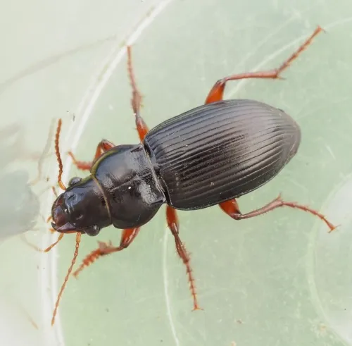 Curtonotus aulicus - photo 6