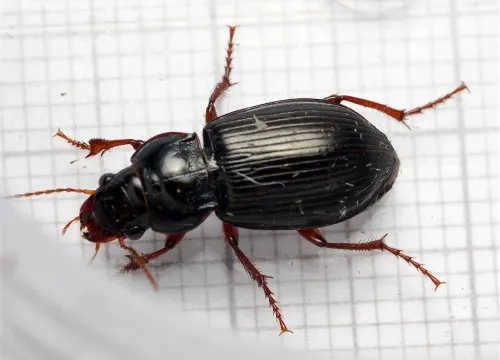 Curtonotus aulicus - photo 7