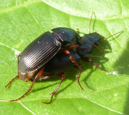 Curtonotus aulicus - photo 8