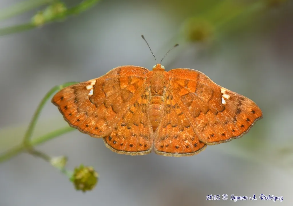 Curve-winged Metalmark - photo 2