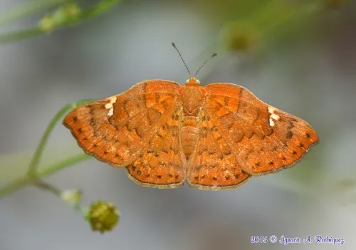 Curve-winged Metalmark - photo 3