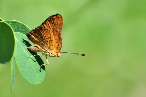 Curve-winged Metalmark - photo 4