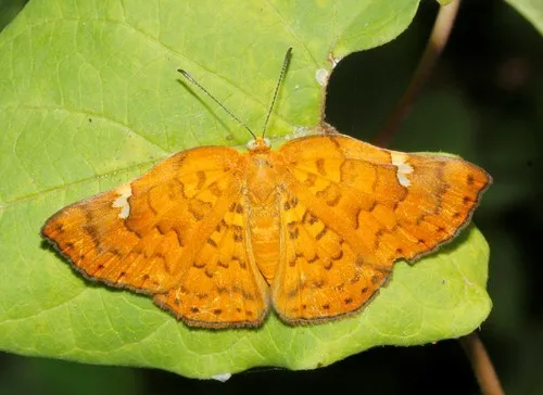 Curve-winged Metalmark - photo 5
