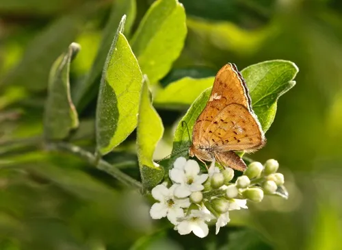 Curve-winged Metalmark - photo 6