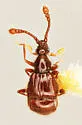 Custotychus spinosus - Custotychus spinosus