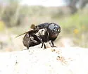 Cuterebra arizonae - photo 4