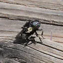 Cuterebra atrox