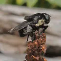 Cuterebra atrox - photo 2