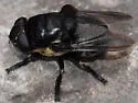 Cuterebra atrox - photo 3