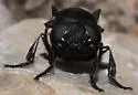 Cuterebra atrox - photo 4