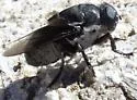 Cuterebra austeni