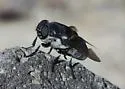 Cuterebra austeni - photo 2