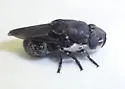 Cuterebra bajensis
