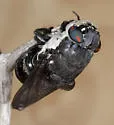 Cuterebra cochisei - photo 4