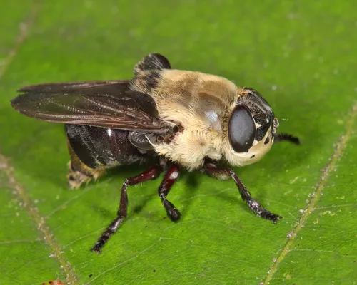 Squirrel Bot Fly - photo 3