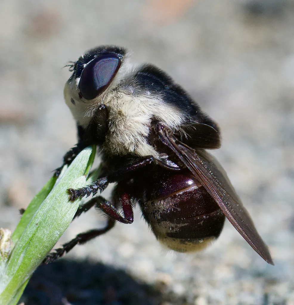 Mouse Bot Fly - photo 4