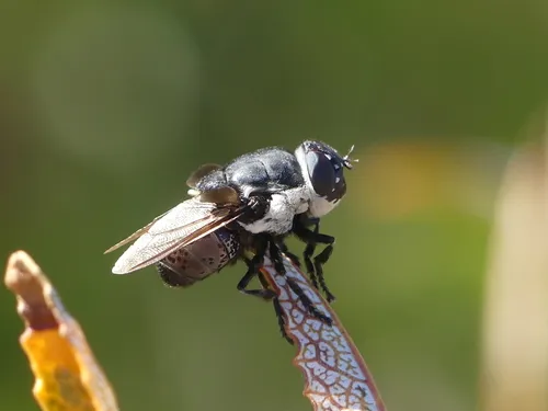 Cuterebra latifrons - photo 2