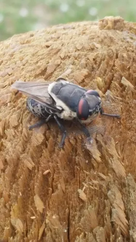 Cottontail Rabbit Botfly - photo 3