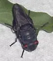 Cuterebra mirabilis - Cuterebra mirabilis