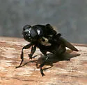 Cuterebra neomexicana - photo 4