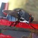 Cuterebra ruficrus