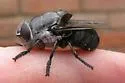 Cuterebra ruficrus - photo 2
