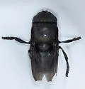 Cuterebra tenebriformis