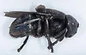 Cuterebra tenebriformis - photo 2