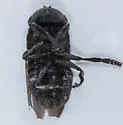 Cuterebra tenebriformis - photo 3