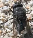 Cuterebra tenebriformis - photo 4