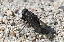 Cuterebra tenebriformis - photo 5