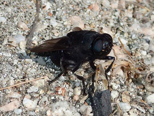 Cuterebra tenebrosa