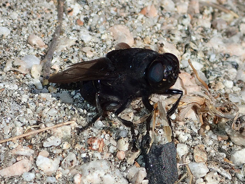 Cuterebra tenebrosa - photo 3