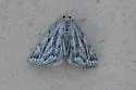 Cypress Looper - Hodges#8728 - photo 2