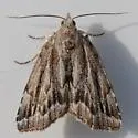 Cypress Looper - Hodges#8728 - photo 3