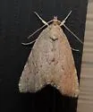 Cypress Looper - Hodges#8728 - photo 4