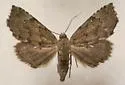 Cutina aluticolor - Hodges#8729.1