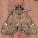 Cutina aluticolor - Hodges#8729.1 - photo 2
